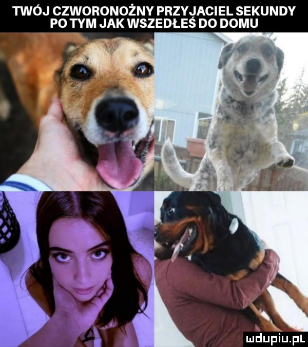 twój czworonożny przyjaciel sekundy po tym jak wszedłeś do domu