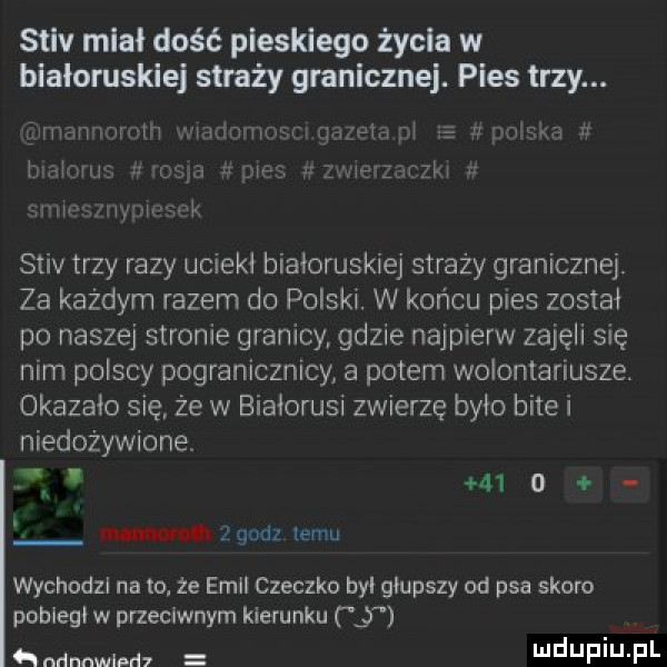 stiv miał dość plesklego życia w białoruskiej straży granicznej. pies trzy. mamami i marmmmr ma pi ufałam h nru wie zaczki u bńhrus mafia f   camwam ymowk stiv trzy razy upieki białoruskiej straży granicznej za każdym razem do polski. w końcu pies został po naszej stronie granicy gdzie najpierw zajęli się nim polscy pogranicznicy a potem wolontariusze. okazało się że w białorusi zwierzę brio bite i niedożywione      m   godz temu wychodzi na to. że emil cieczko byl głupszy od psa skoro pobieli w przeciwnym kierunku j mmmm