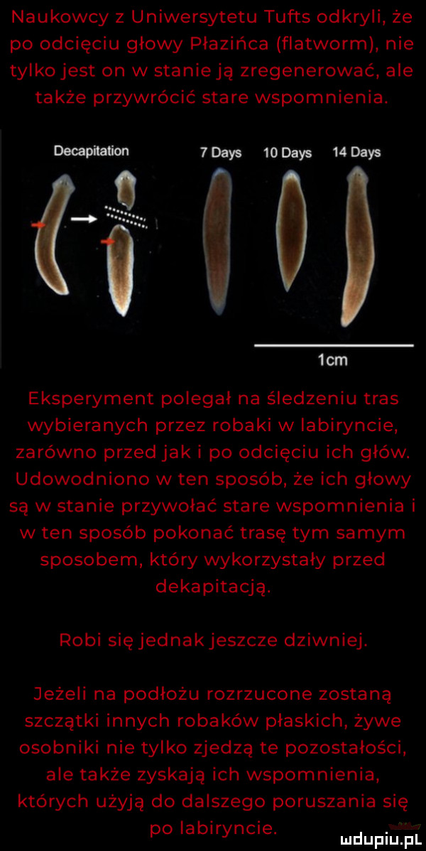 naukowcy z uniwersytetu tufts odkryli ze po odcięciu glowy płazińca flatworm nie tylko jest on w stanieją zregenerować ale także przywrócić stare wspomnienia. decapitation  dans   dans dans  cm eksperyment polegał na śledzeniu tras wybieranych przez robaki w labiryncie zarówno przed jak i po odcięciu ich głów. udowodniono w ten sposób że ich głowy są w stanie przywołać stare wspomnienia i w ten sposób pokonać trasę tym samym sposobem który wykorzystały przed dekapitacją. robi się jednak jeszcze dziwniej. jeżeli na podłożu rozrzucone zostaną szczątki innych robaków płaskich żywe osobniki nie tylko zjedzą te pozostałości ale także zyskają ich wspomnienia których użyją do dalszego poruszania się po labiryncie. udupiu pl