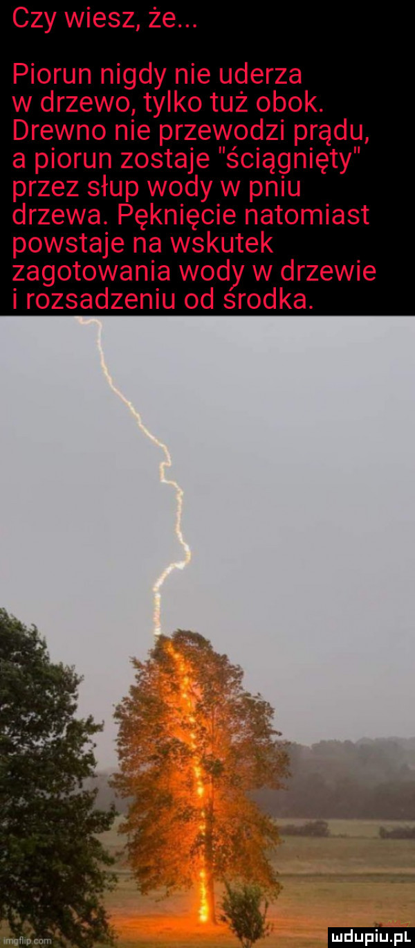 czy wiesz że. piorun nigdy nie uderza w drzewo tylko tuż obok. drewno nie przewodzi prądu a piorun zostaje ściągnięty przez słup wody w pniu drzewa. pęknięcie natomiast powstaje na wskutek zagotowania wody w drzewie i rozsadzeniu od srodka