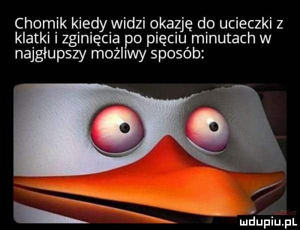 chomik kiedy widzi okazję do ucieczki z klatki i zginięcia po pięciu minutach w najgłupszy możliwy sposób xix