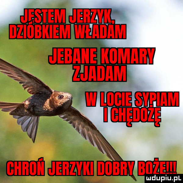 Obrazek