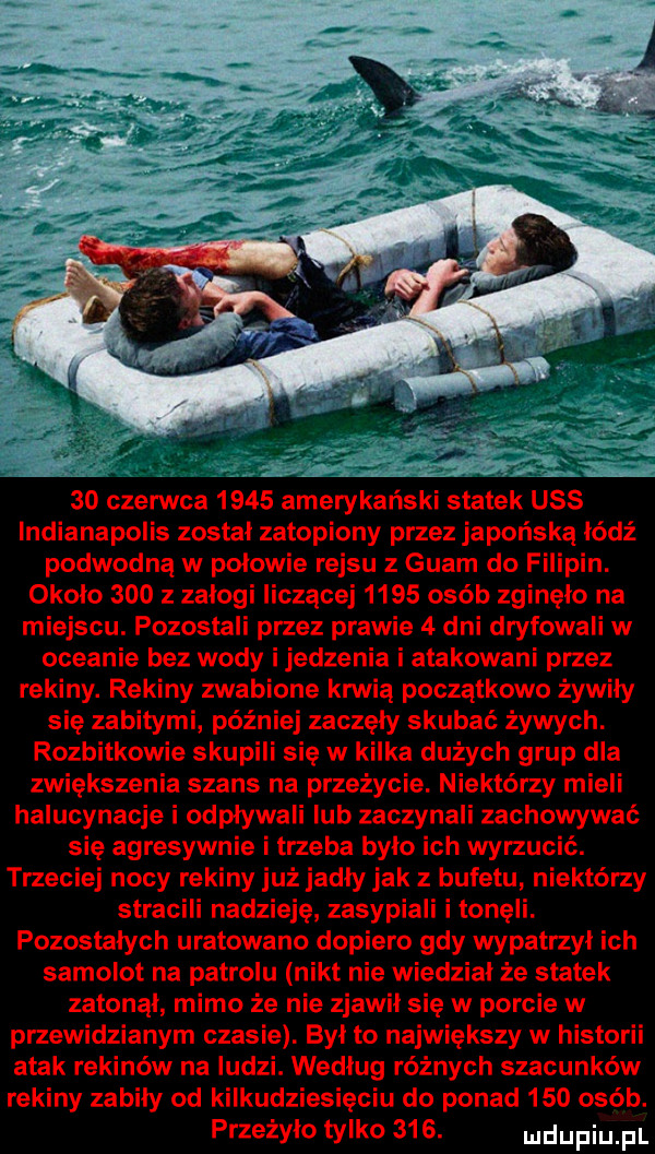 czerwca      amerykański statek uss indianapolis został zatopiony przez japońską łódź podwodną w połowie rejsu z guam do filipin. około     z załogi liczącej      osób zginęło na miejscu. pozostali przez prawie   dni dryfowali w oceanie bez wody ijedzenia i atakowani przez rekiny. rekiny zwabione krwią początkowo żywiły się zabitymi później zaczęły skubać żywych. rozbitkowie skupi się w kilka dużych grup dla zwiększenia szans na przeżycie. niektórzy mieli halucynacje i odpływali lub zaczynali zachowywać się agresywnie i trzeba było ich wyrzucić. trzeciej nocy rekiny już jadły jak bufetu niektórzy stracili nadzieję zasypiali i tonęli. pozostałych uratowano dopiero gdy wypatrzył ich samolot na patrolu nikt nie wiedział że statek zatonął mimo że nie zjawił się w porcie w przewidzianym czasie. był to największy w historii atak rekinów na ludzi. według różnych szacunków rekiny zabiły od kilkudziesięciu do ponad     osób. przeżyło tylko    . ndufiu fl