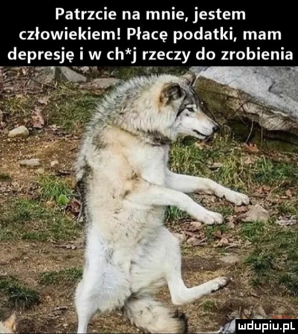 patrzcie na mnie jestem człowiekiem płacę podatki mam depresję w ch j rzeczy do zrobienia