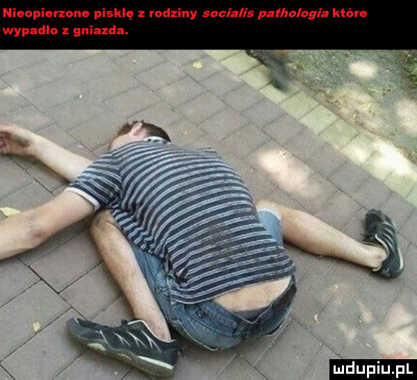 upiu pl