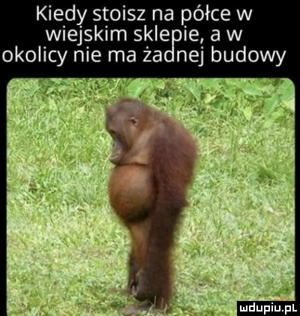kiedy stoisz na półce w wiejskim sklęrle a w naj budowy okolicy nie ma ża