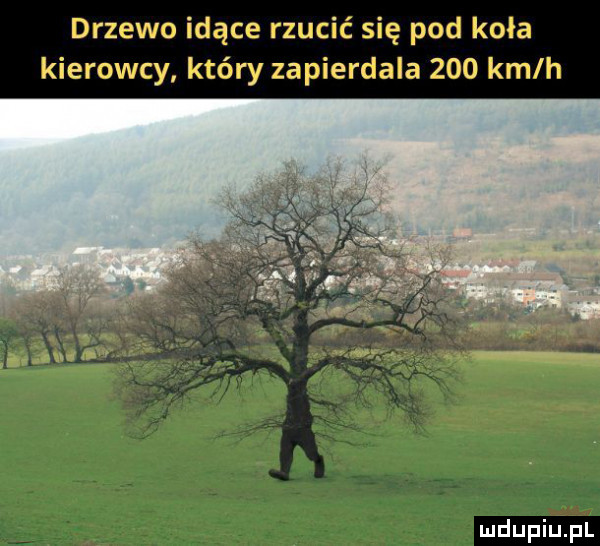 drzewo idące rzucić się pod koła kierowcy który zapierdala     km h ludu iu. l