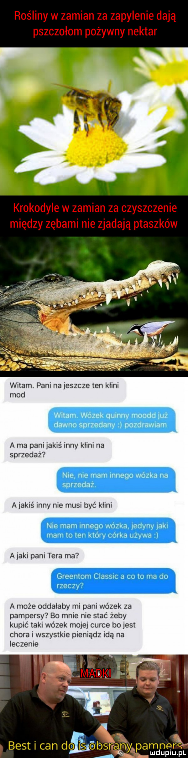 witam. pani na jeszcze ten kmini mod a ma pani jakiś inny kmini na sprzedaż a jakiś inny nie musi być kmini a jaki pani tera ma a może oddałaby mi pani wózek za pampersy bo mnie nie stać żeby kupić taki wózek mojej cerce bo jest chora i wszystkie pieniądz idą na leczenie am dpa p