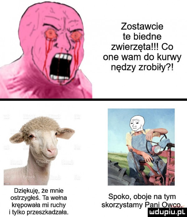 zostawcie te biedne zwierzęta co. one wam do kurwy nędzy zrobiły. i dziękuję że mnie ostrzygłeś. ta wełna spoko oboje na tym krępowała mi mchy skorzystamy pani owco. i tylko przeszkadzała. ludupi
