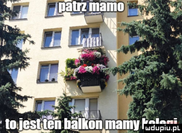 nlnni ludupiu. pl