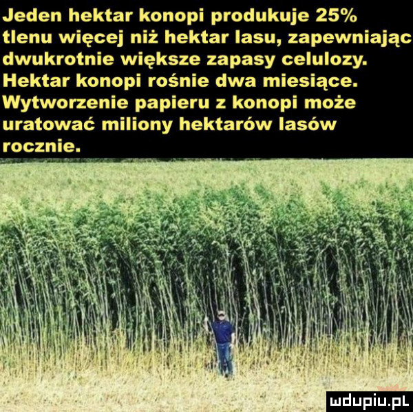 jeden hektar konopi produkuje    tlenu więcej niż hektar lasu zapewniając dwukrotnie większe zapasy celulozy. hektar konopi rośnie dwa miesiące. wytworzenie papieru z konopi może uratować miliony hektarów lasów rocznie