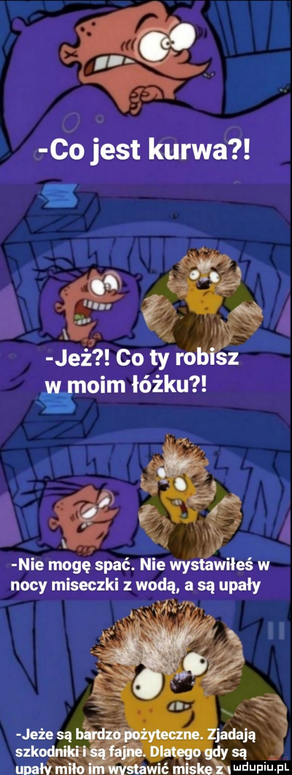 jeż co ty ro sz w moim łóżku nie mogę spać. nie wystawiłeś w nocy miseczki z wodą a są upały