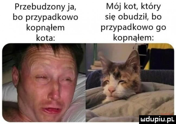 przebudzonyja bo przypadkowo kopnąłem kota mój kot który się obudził bo przypadkowo go kopnąłem