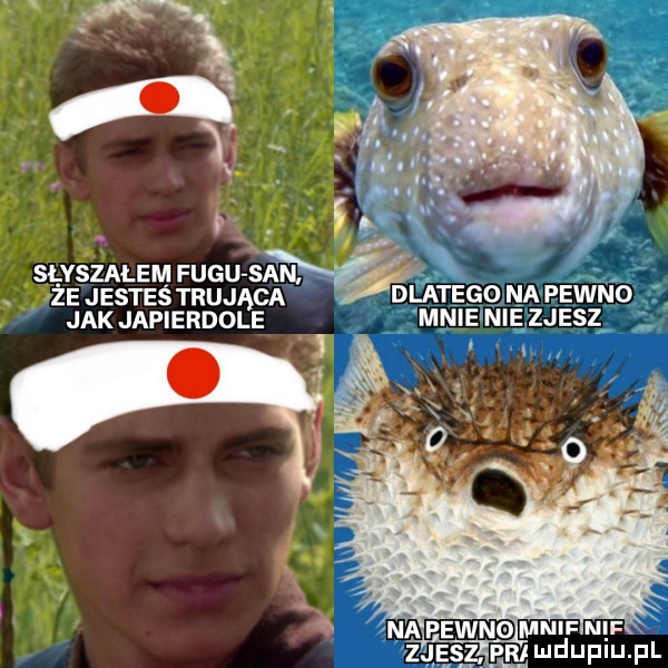 ł slyszalem wku sim x że jesteś trująca jak japierdole i dlatego na pewno mnie nie zjesz wbo mucu nu rb mduplu pl
