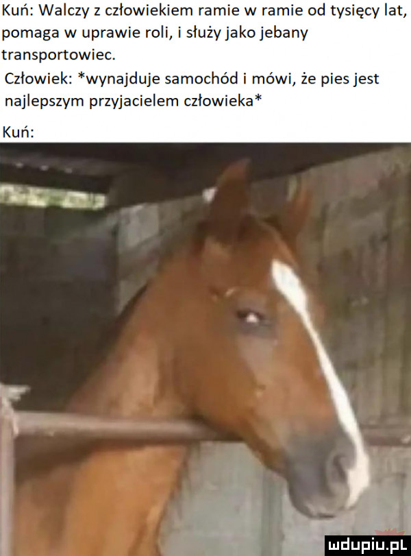 kań walczy z człowiekiem ramie w ramie od tysięcy lat pomaga w uprawie roli i służyjakojebany transportowiec czlowiek wynajduje samochód i mówi że pies jest najlepszym przyjacielem człowieka ędupiuhl