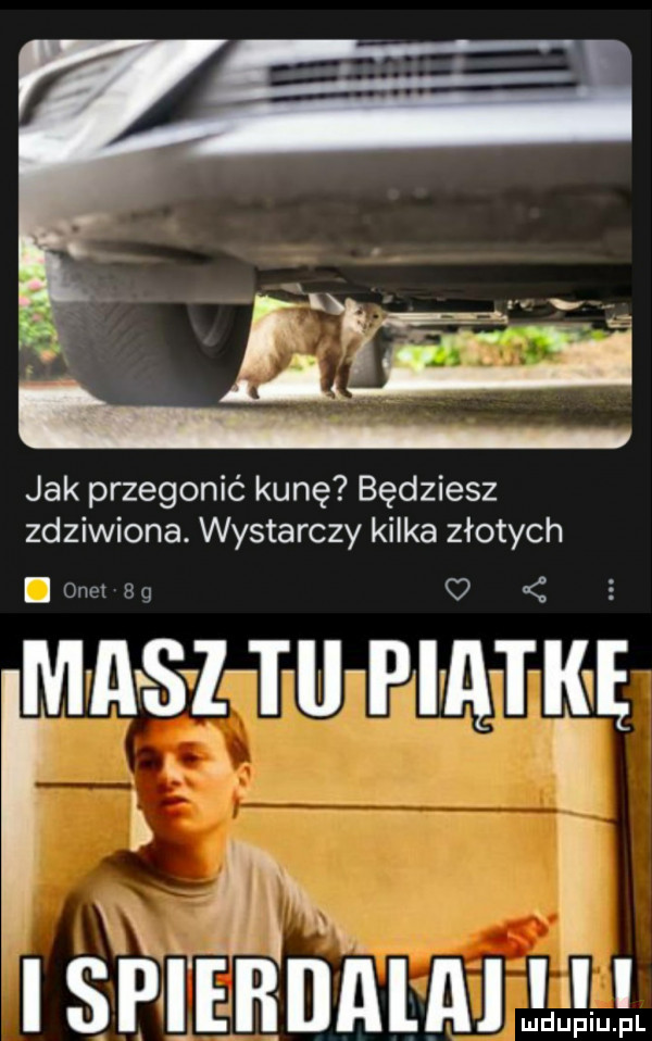 jak przegonić kunę będziesz zdziwiona. wystarczy kilka złotych ici hś z tu pi ałlśś l w xiv   i sp iehdmm ehm