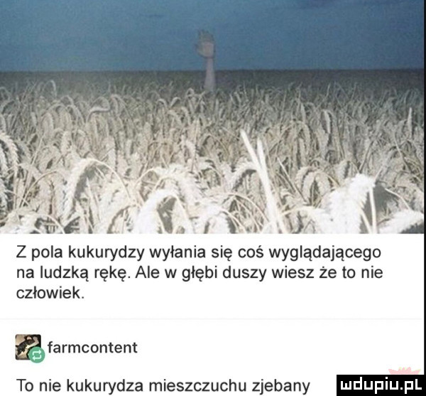 z pola kukurydzy wyłania się coś wyglądającego na ludzką rękę. ale w głębi duszy wiesz że to nie człowiek. ęfarmcontent to nie kukurydza mieszczuchu zjebany