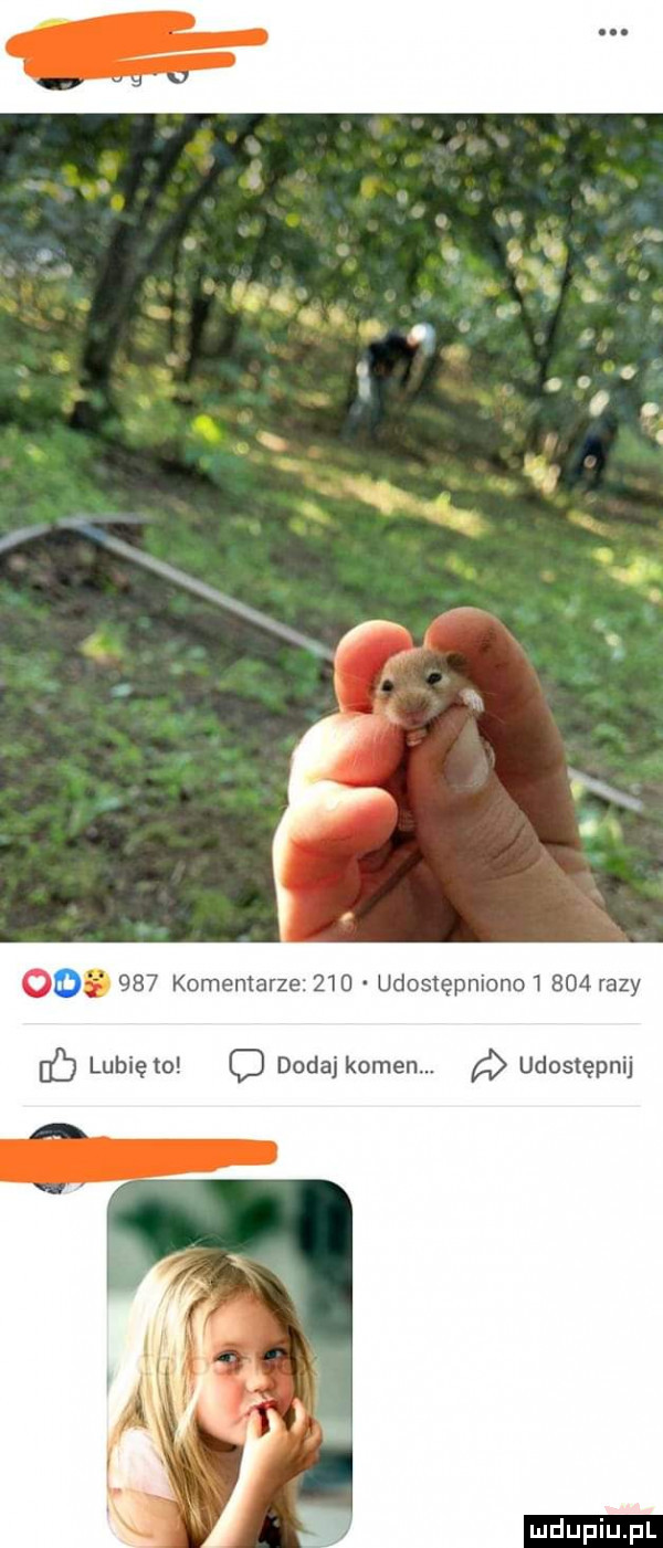 o.     komentarze     udostępniono       razy lunięto o dodaj komenm d udostępnij