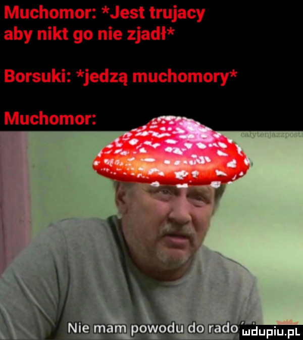 muchomor jest trujacy aby nikt go nie zjadł borsuki jedzą muchomory muchomor