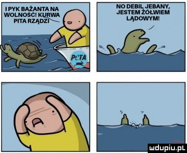 l pak bazan ra na ość no debil jebanv. jestem zolwiem lądowymi