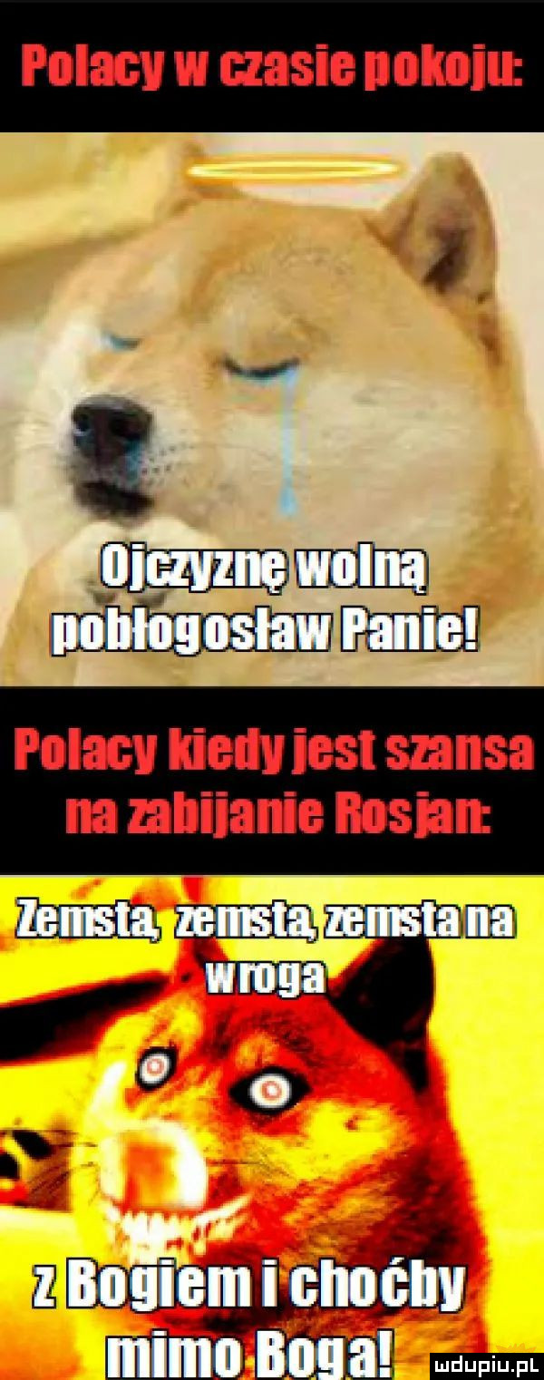 polacy w lesie pokoi i. polacv lind ihs szansa na iliiall e basia