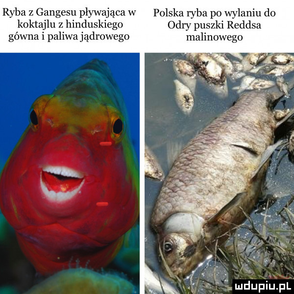 ryba z gangesu plywaj ąca w ponęka wba po wylaniu do koktajlu z hincu kiego pu gówna i paliwa jądrowego malinowego. k. ludupiu. pl
