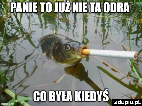 Obrazek