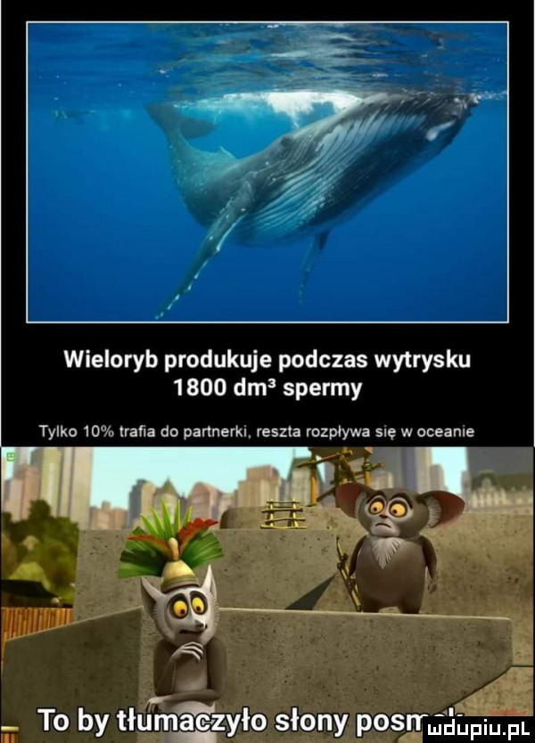 wieloryb produkuje podczas wytrysku      dm spermy tylko    rrańa do partnerki reszta rozpływa sie w oceanie