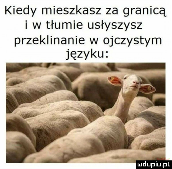 kiedy mieszkasz za granicą i w tłumie usłyszysz przeklinanie w ojczystym języku