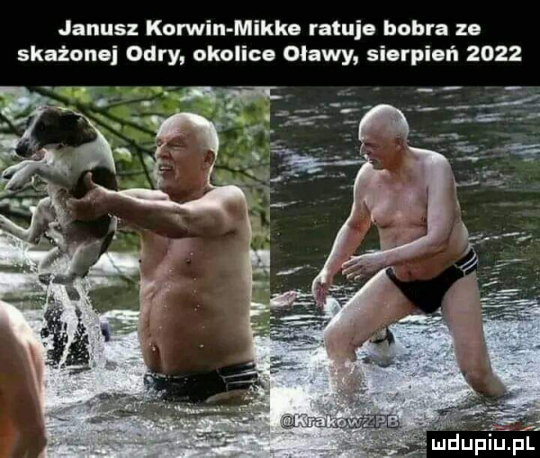 janusz komin mikre ratuje bobra ze skażonej odry okolice oławy sierpień