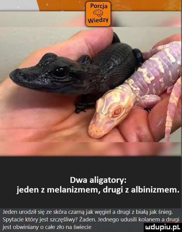 dwa aligatory jeden melanizmem drugi z albinizmem. jeden urodził się ze skóra czarną jak węgiel a dagi z białą jak śnieg. spytacie który jest szczęśliwy żaden. jednego udusili kolanem a drugi jeslobwinianyocałezłonaświede
