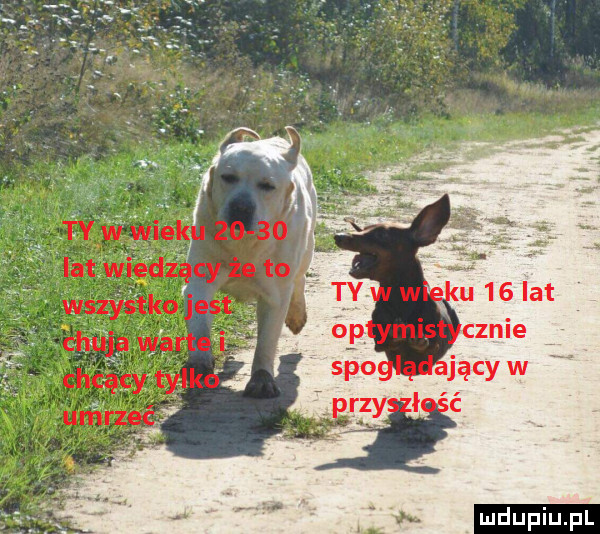 Obrazek