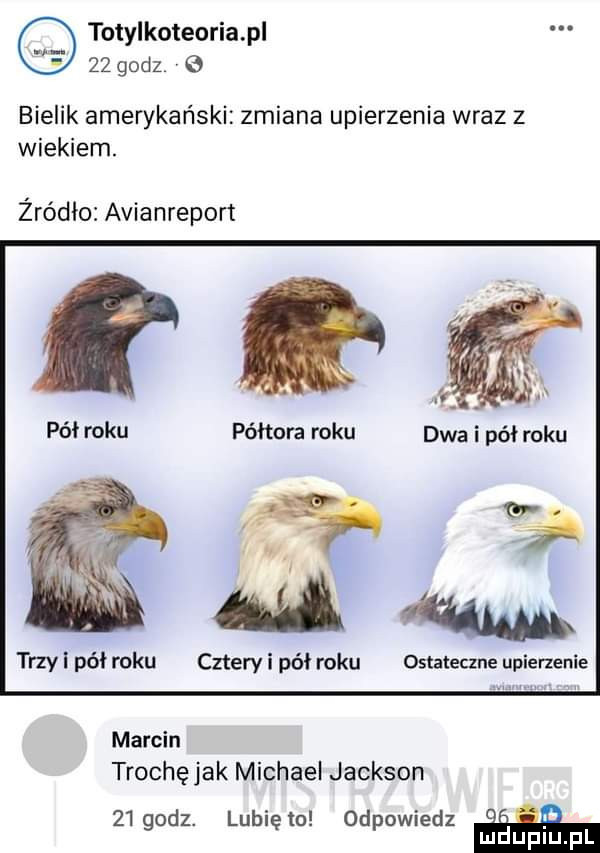 totylkoteoria pl    godz v q bielik amerykański zmiana upierzenie wraz z wiekiem. żródło avianreport półtora roku dwa i pół roku trzy pół roku cztery i pół roku ostateczne upierzenie marcin trochę jak michael jackson    godz. lunięto odpowiedz i mduplu pl