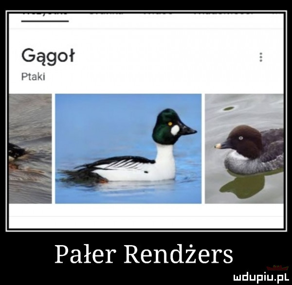 pager rendżers