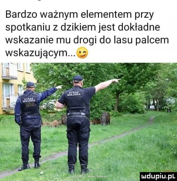 bardzo ważnym elementem przy spotkaniu z dzikiem jest dokładne wskazanie mu drogi do lasu palcem wskazującym