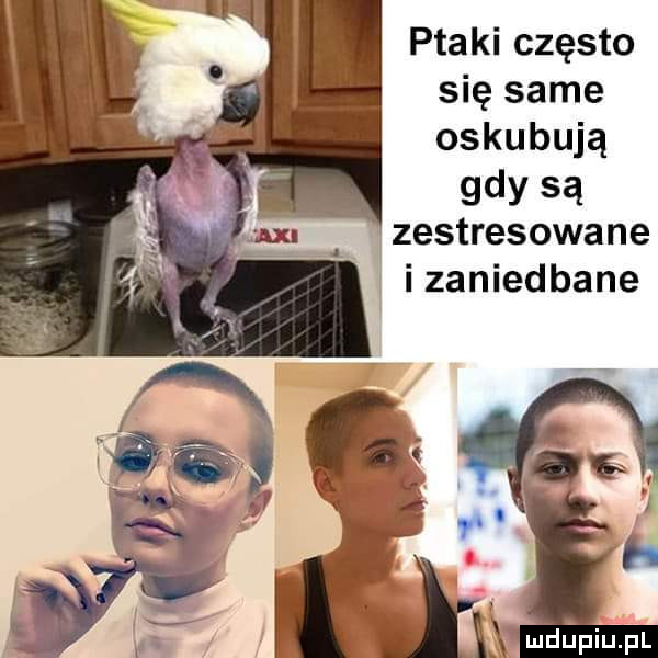 ptaki często się same oskubują gdy są zestresowane ą i zaniedbane