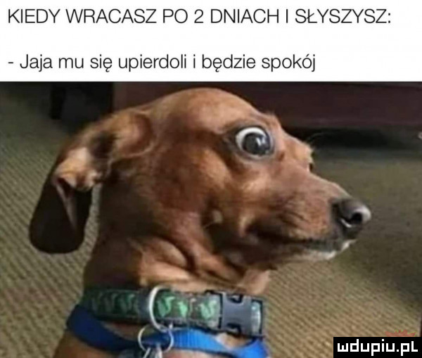 kiedy wracasz po   dniach słyszysz jaja mu się upierdoli i będzie spokój f   a