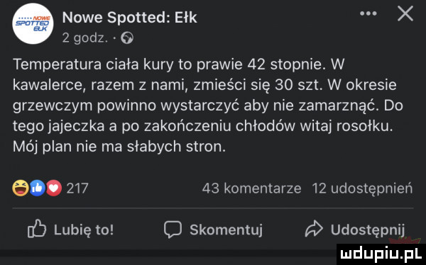 nowe spotted ełk x   godz. o temperatura ciała kury to prawie    stopnie. w kawalerce razem z nami zmieści się    set. w okresie grzewczym powinno wystarczyć aby nie zamarznąć. do tego jajeczka a po zakończeniu chłodów witaj rosołku. mój plan nie ma słabych stron. e.        komentarze    udostępnień d lubię to d skomentuj udostępnij