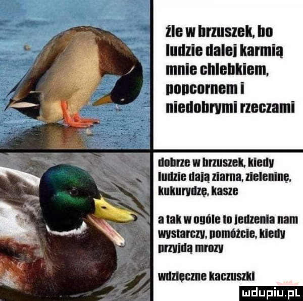 ile w brzuszek. lm iulllie ilaloi karmią mnie chlehllielll nonnnmem i niullollrvmi neilami unum w lir sci um lunule unią llama. zieleninę kukurydzę. kasze a lill w umila in iiiizenin nam wstalam. unmade. hall llama mmm macmencmsnl