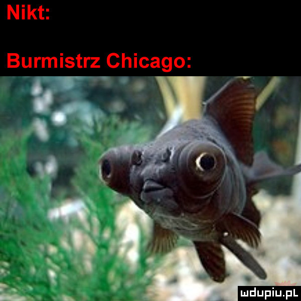 nikt burmistrz chicago