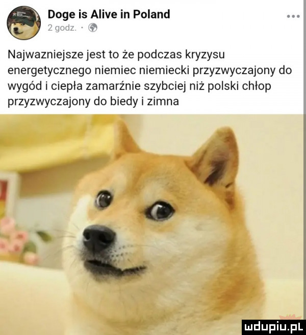 doje is alice in poland najwazniejsze jest to że podczas kryzysu energetycznego niemiec niemiecki przyzwyczajony do wygód i ciepła zamarznie szybciej niż polski chłop przyzwyczajony do biedy i zimna