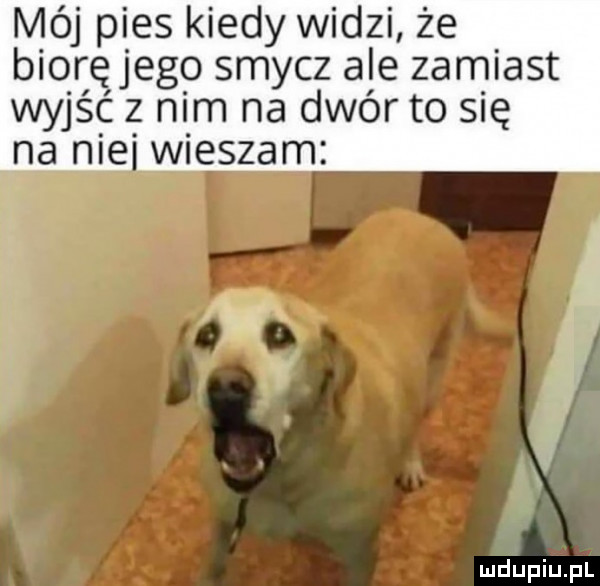 mój pies kiedy widzi że biorę jego smycz ale zamiast wyjść z nim na dwór to się na nie wieszam