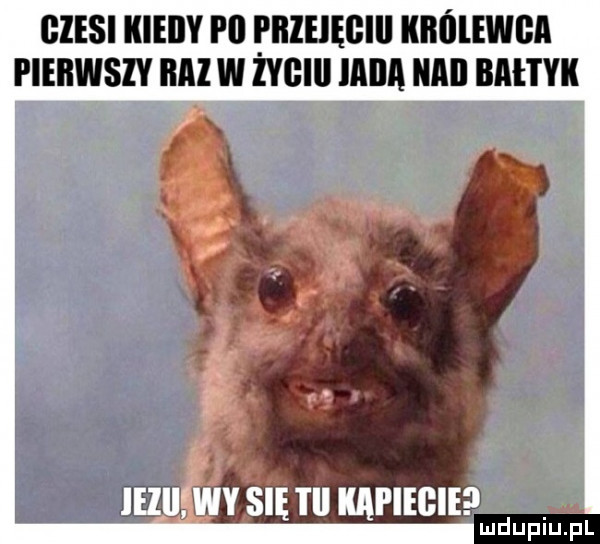 gieni kieiiy i ll iiieiegiii illmlewﬂi pierwszy ml w żygiii mba iiaii illł i yil   ilii wy się tal kapiecie