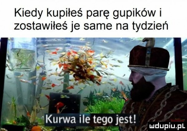 kiedy kupiłeś parę gupików i zostawiłeś je same na tydzień kurwa iletegojest. xv mduplu pl