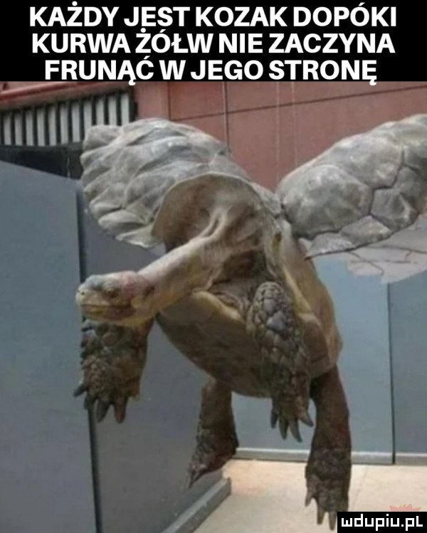 każdy jest kozak dopóki kurwa zołw nie zaczyna ęrunąc w jego stronę