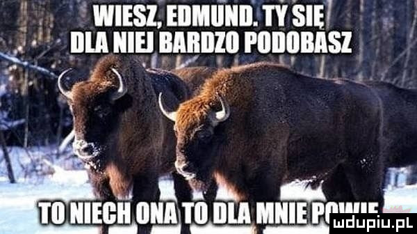 wiesz edmiiiii. sie il ll iiieil mu. l fl lllłlbasl. nn śi r