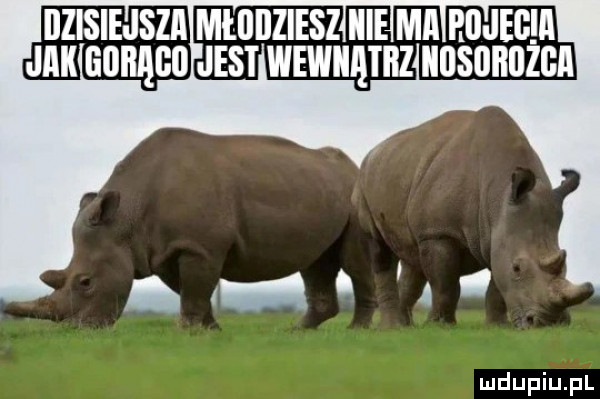 dzisiejsza mł   iesz icie ma rodeo a jak        jest wewnątrz