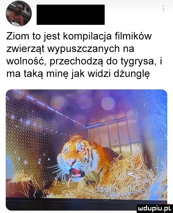 ziom to jest kompilacja filmików zwierząt wypuszczanych na wolność przechodzą do tygrysa i ma taką minę jak widzi dżunglę