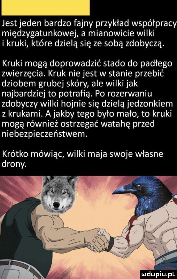 jest jeden bardzo fajny przykład współpracy międzygatunkowej a mianowicie wilki i kruki które dzielą się ze sobą zdobyczą. kruki mogą doprowadzić stado do padłego zwierzęcia. kruk nie jest w stanie przebić dziobem grubej skóry ale wilki jak najbardziej to potrafią. po rozerwaniu zdobyczy wilki hojnie się dzieląjedzonkiem z krukami. a jakby tego było mało to kruki mogą również ostrzegać watahę przed niebezpieczeństwem. krótko mówiąc wilki maja swoje własne drony