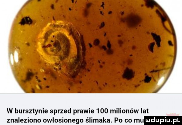 w bursztynie sprzed prawie     milionów lat znaleziono owlosionego ślimaka. po co mu
